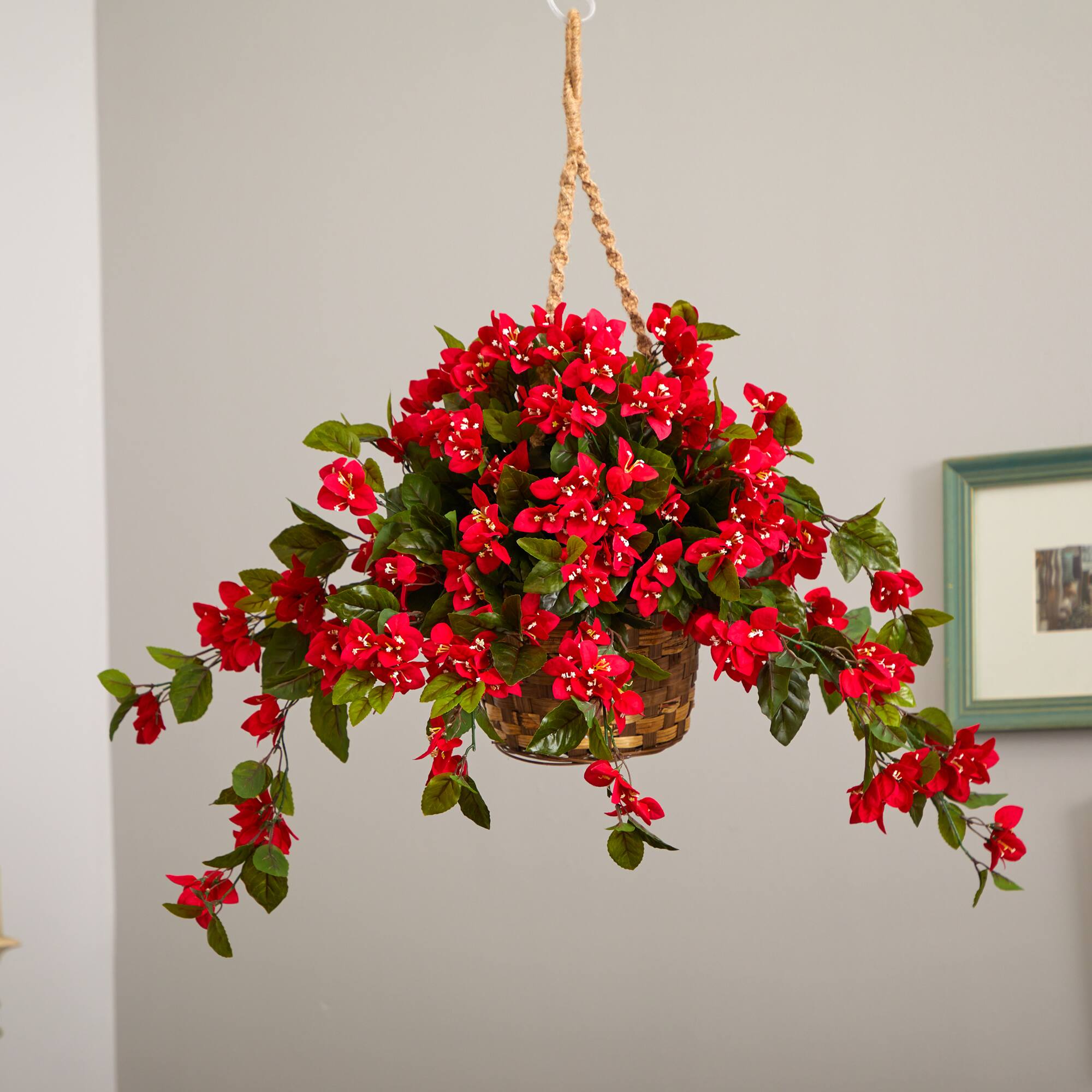 2.5ft. Bougainvillea Hanging Basket